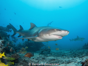 Lemon shark by Bernard Beaussier 